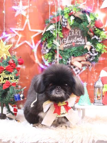 20231209つきみちゃん